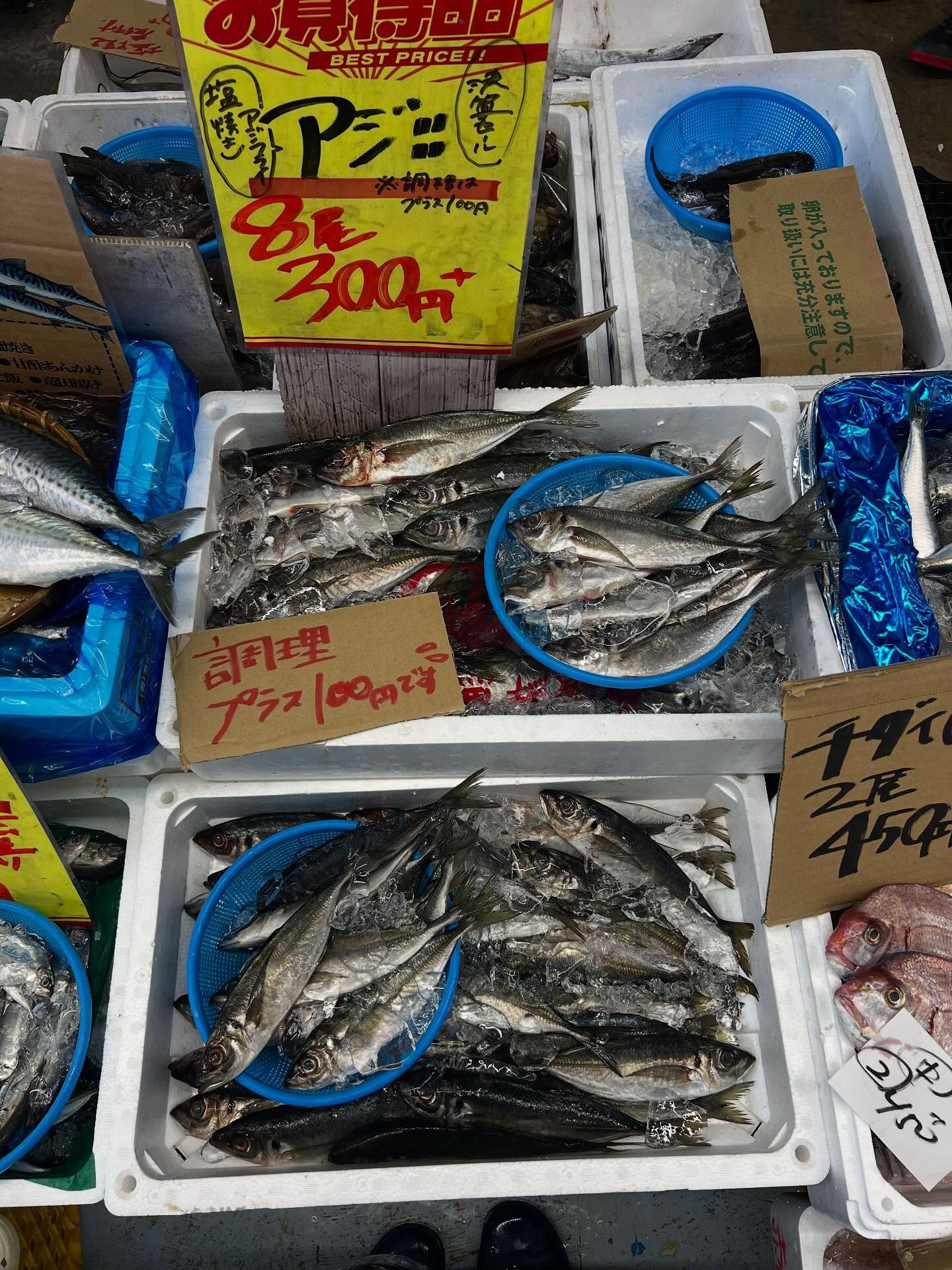 本日、火曜start🐟