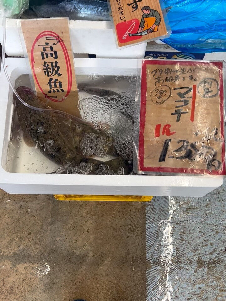 本日、火曜start🐟