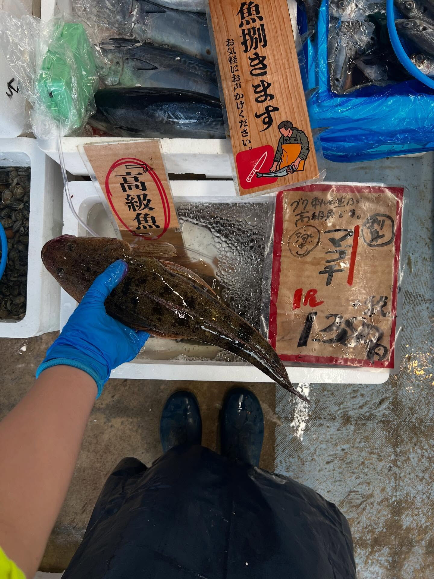 本日、火曜start🐟