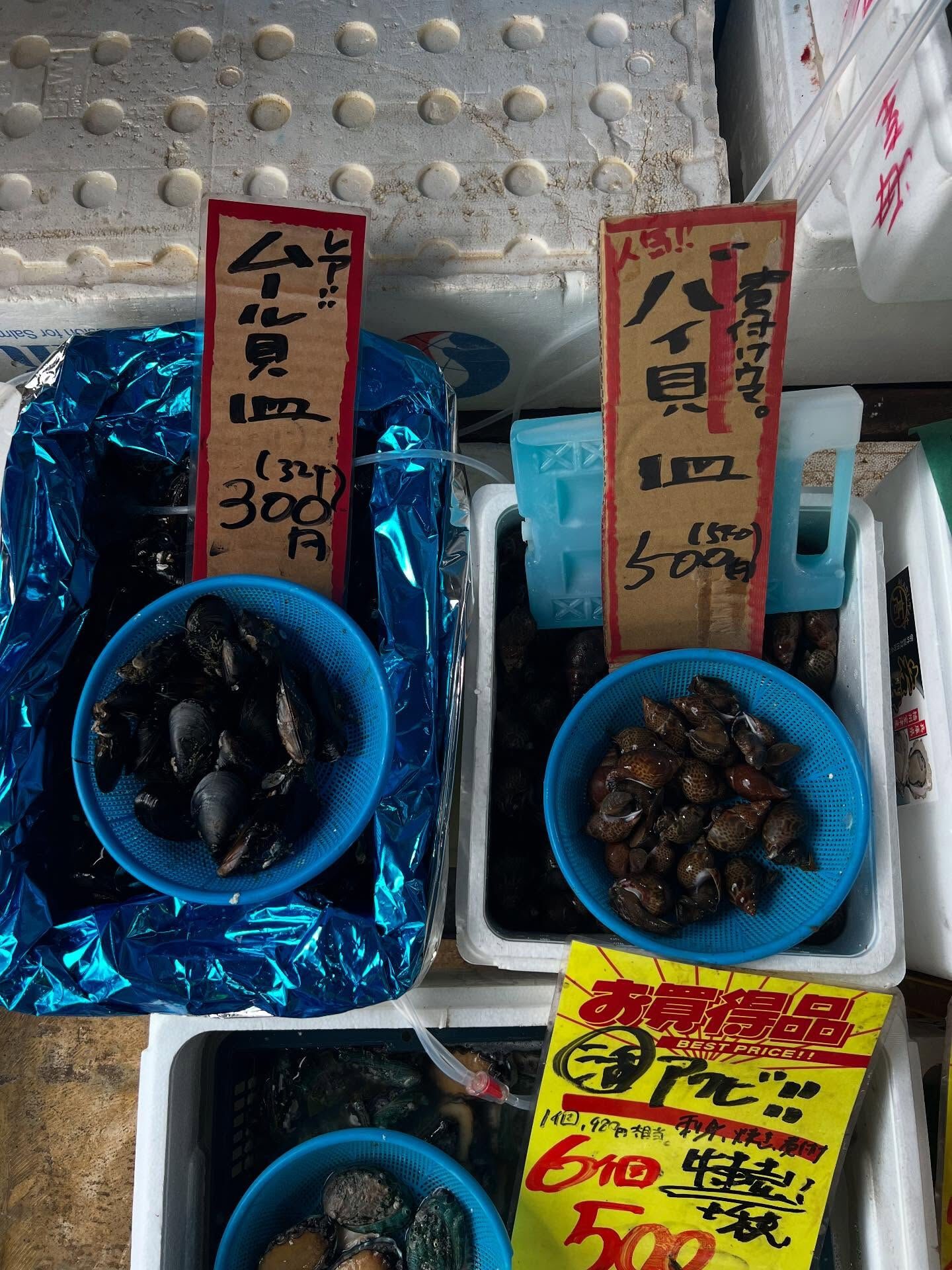 本日、火曜start🐟