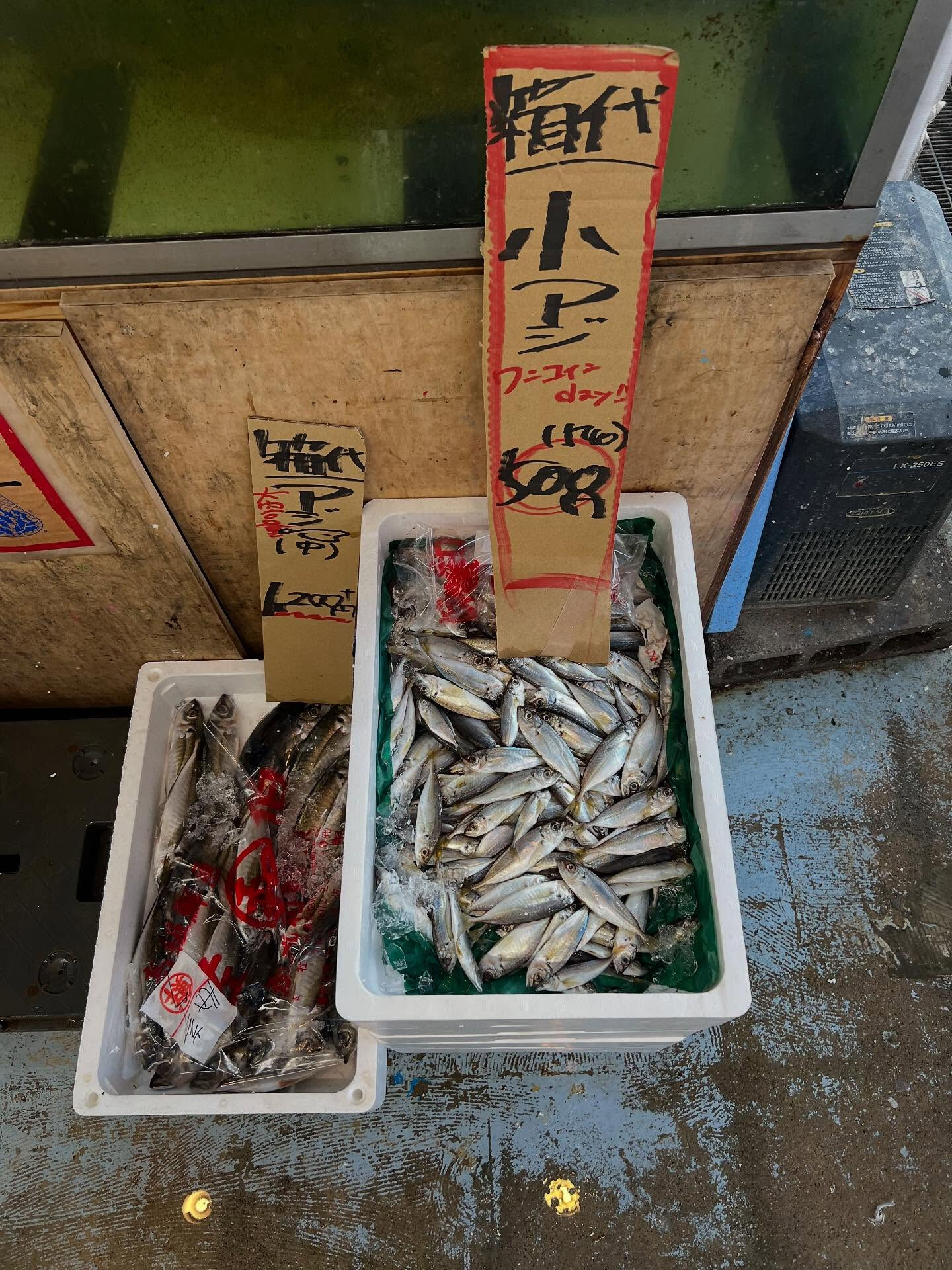 本日、火曜start🐟