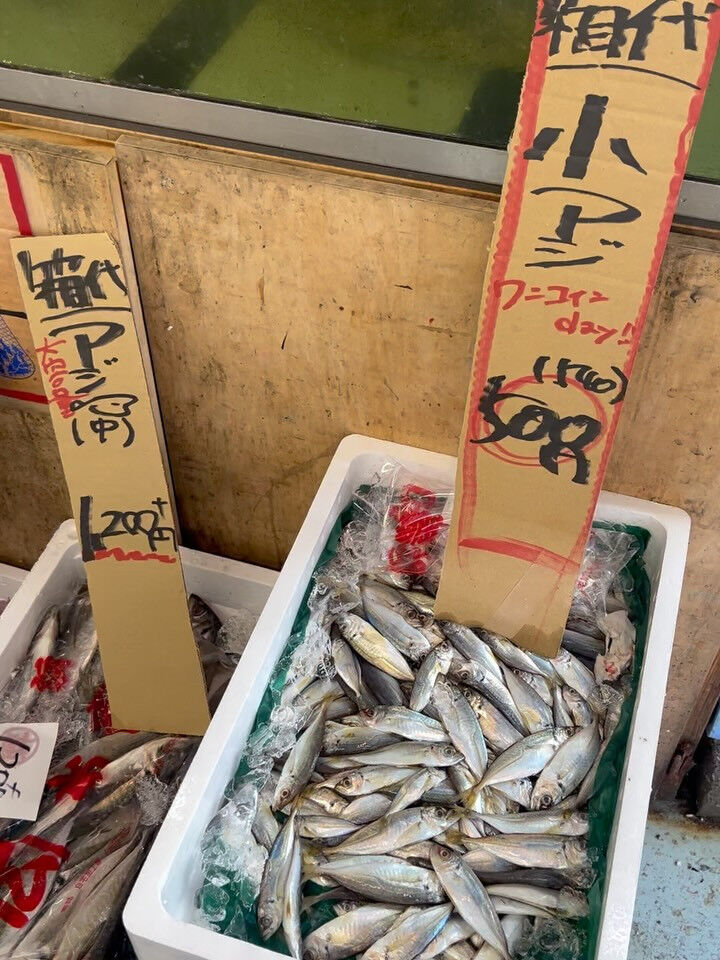 本日、火曜start🐟