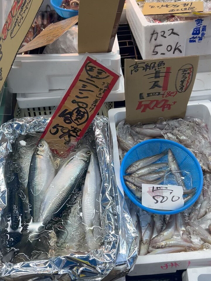 本日、火曜start🐟