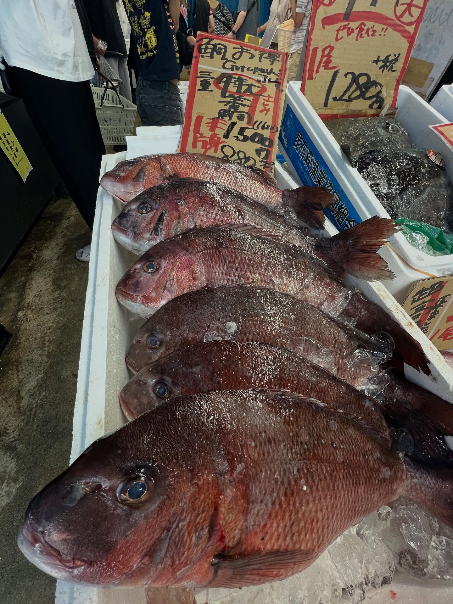 本日、日曜日start🐟