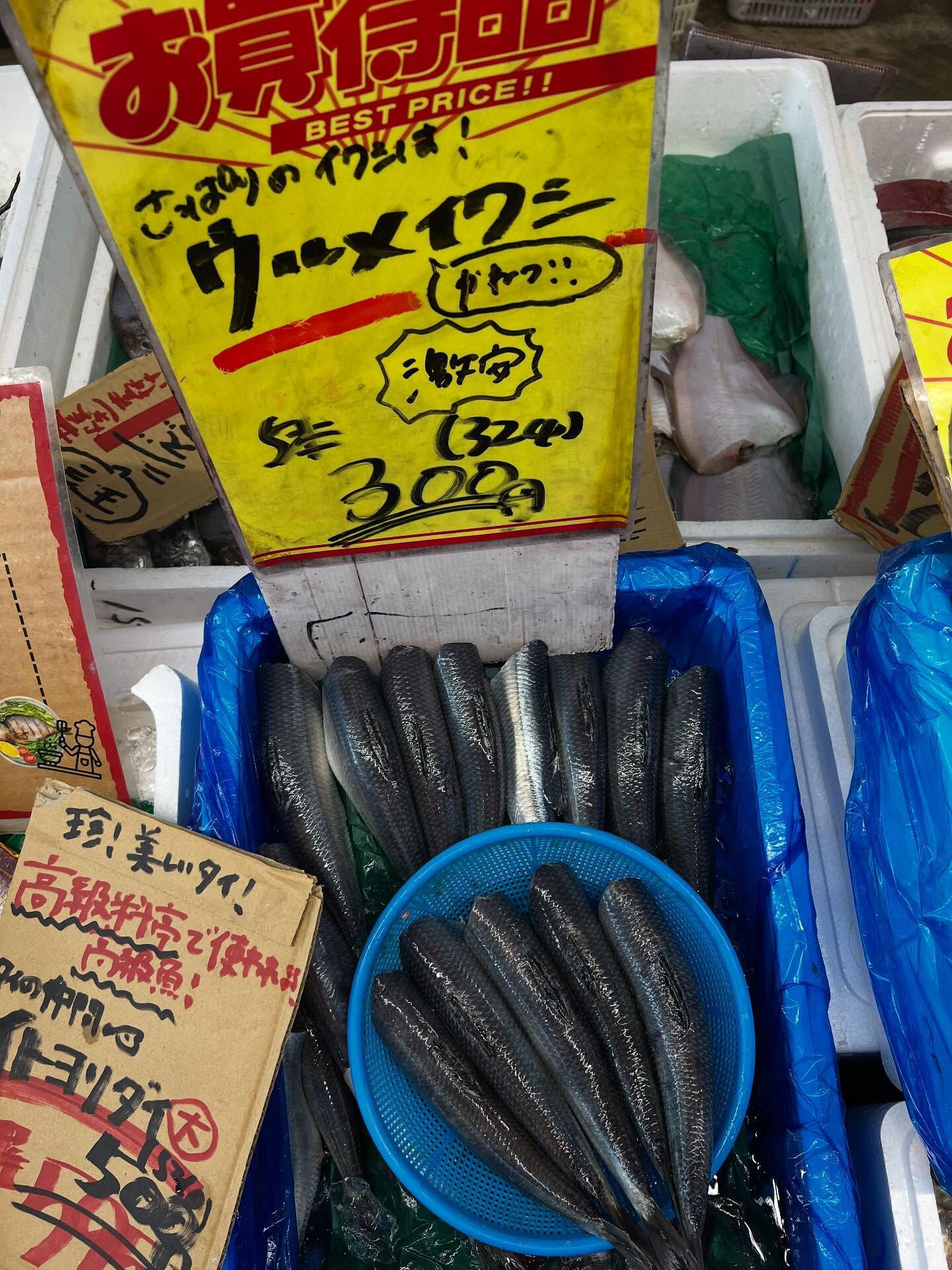 本日、日曜日start🐟
