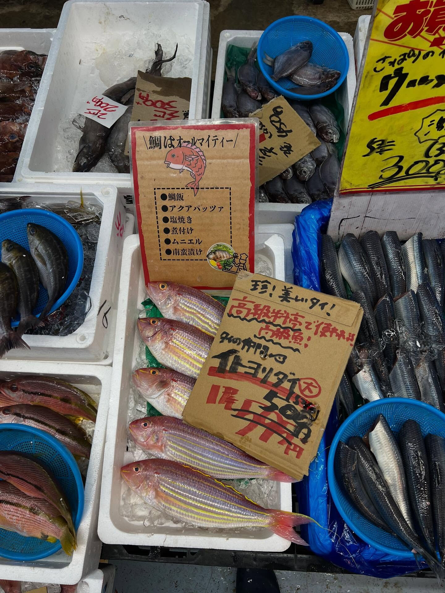 本日、日曜日start🐟