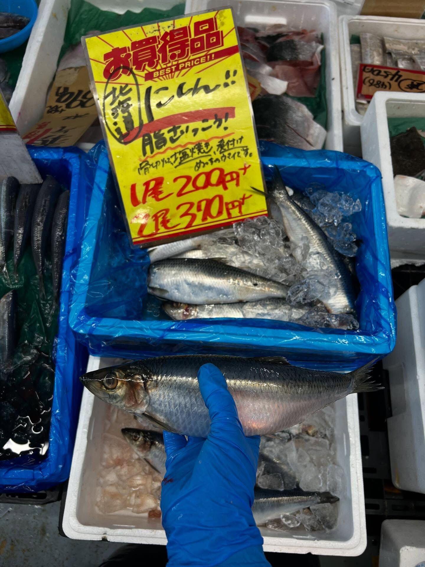 本日、日曜日start🐟