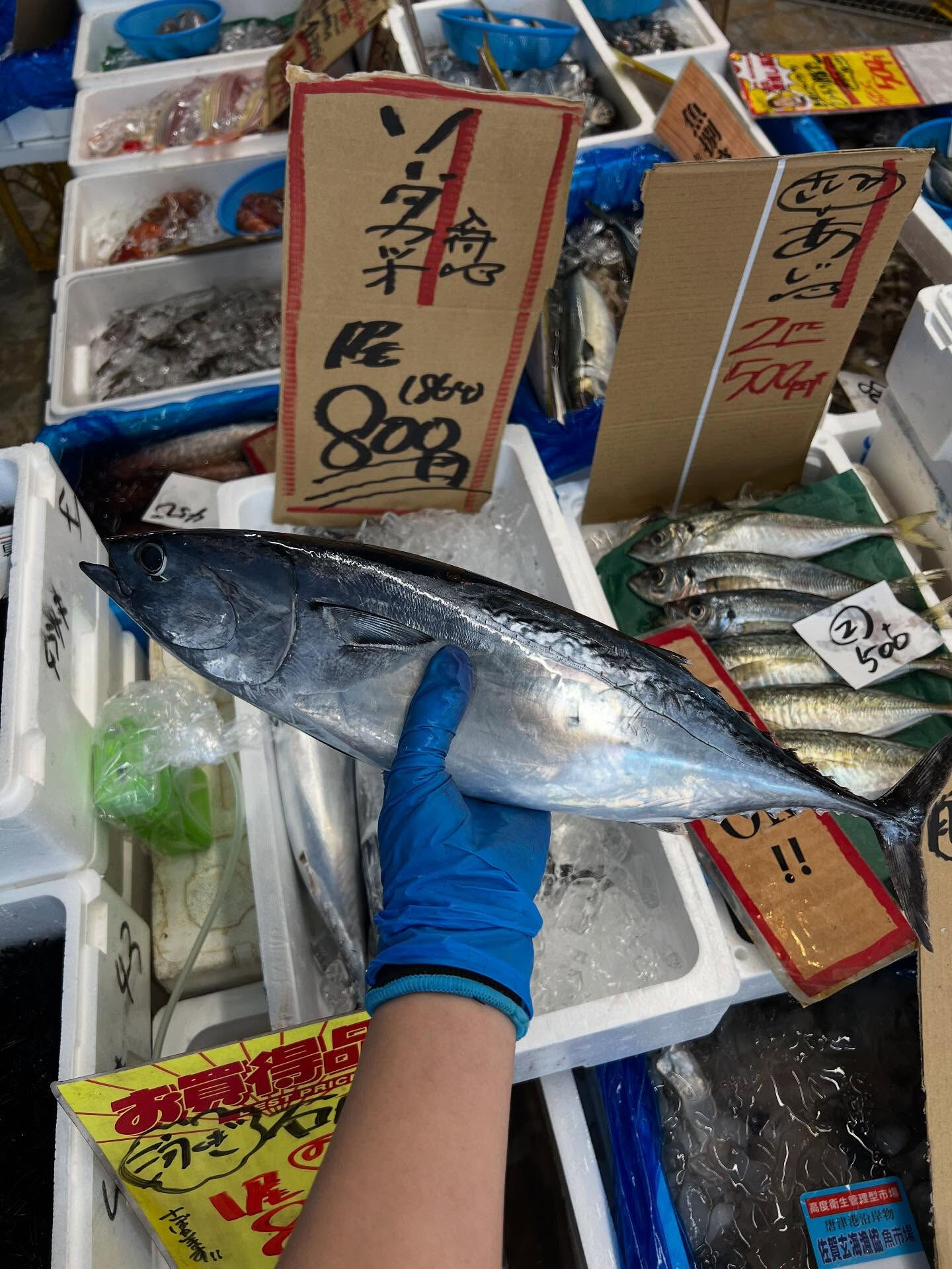 本日、月曜start🐟