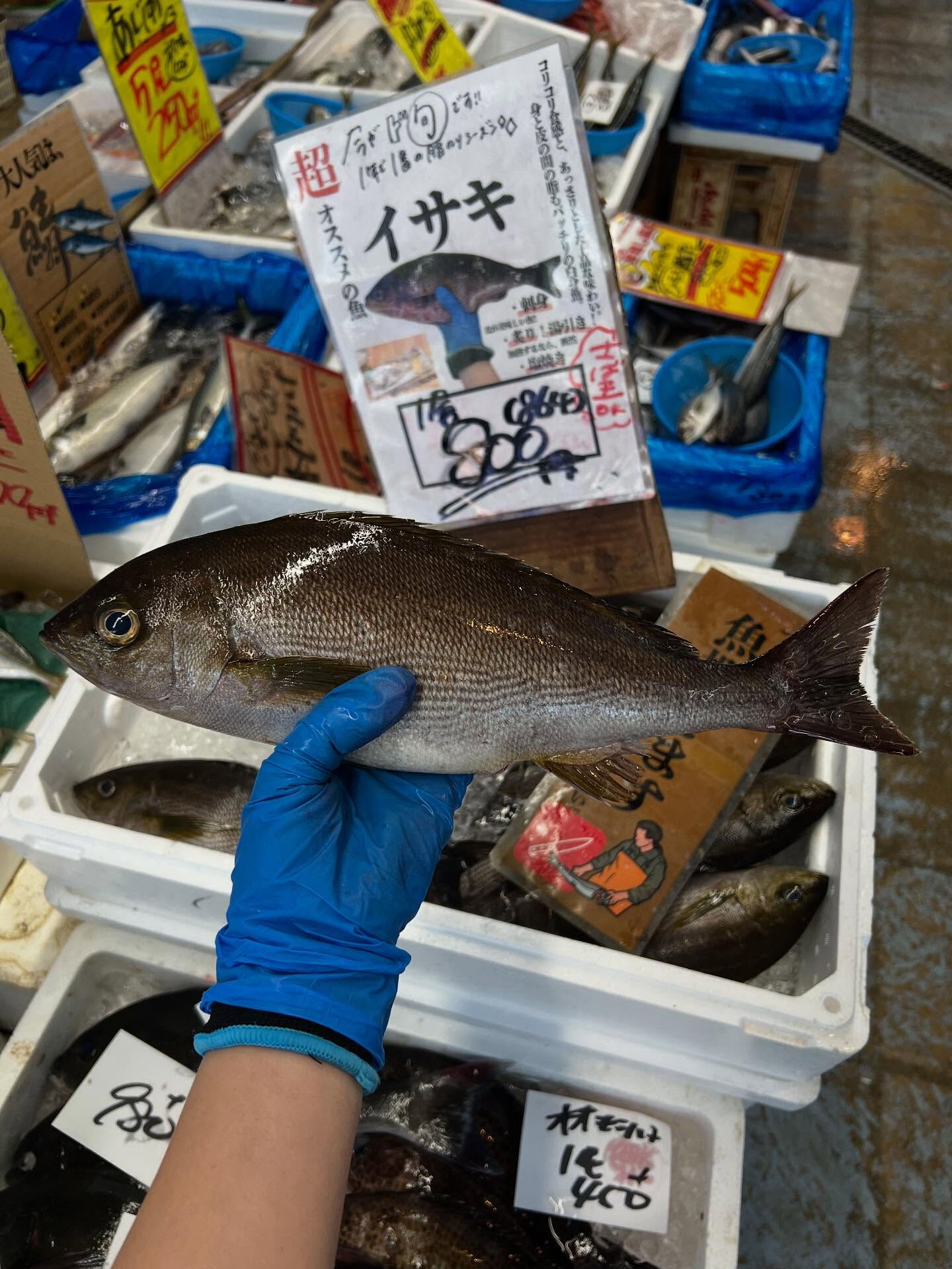 本日、月曜start🐟