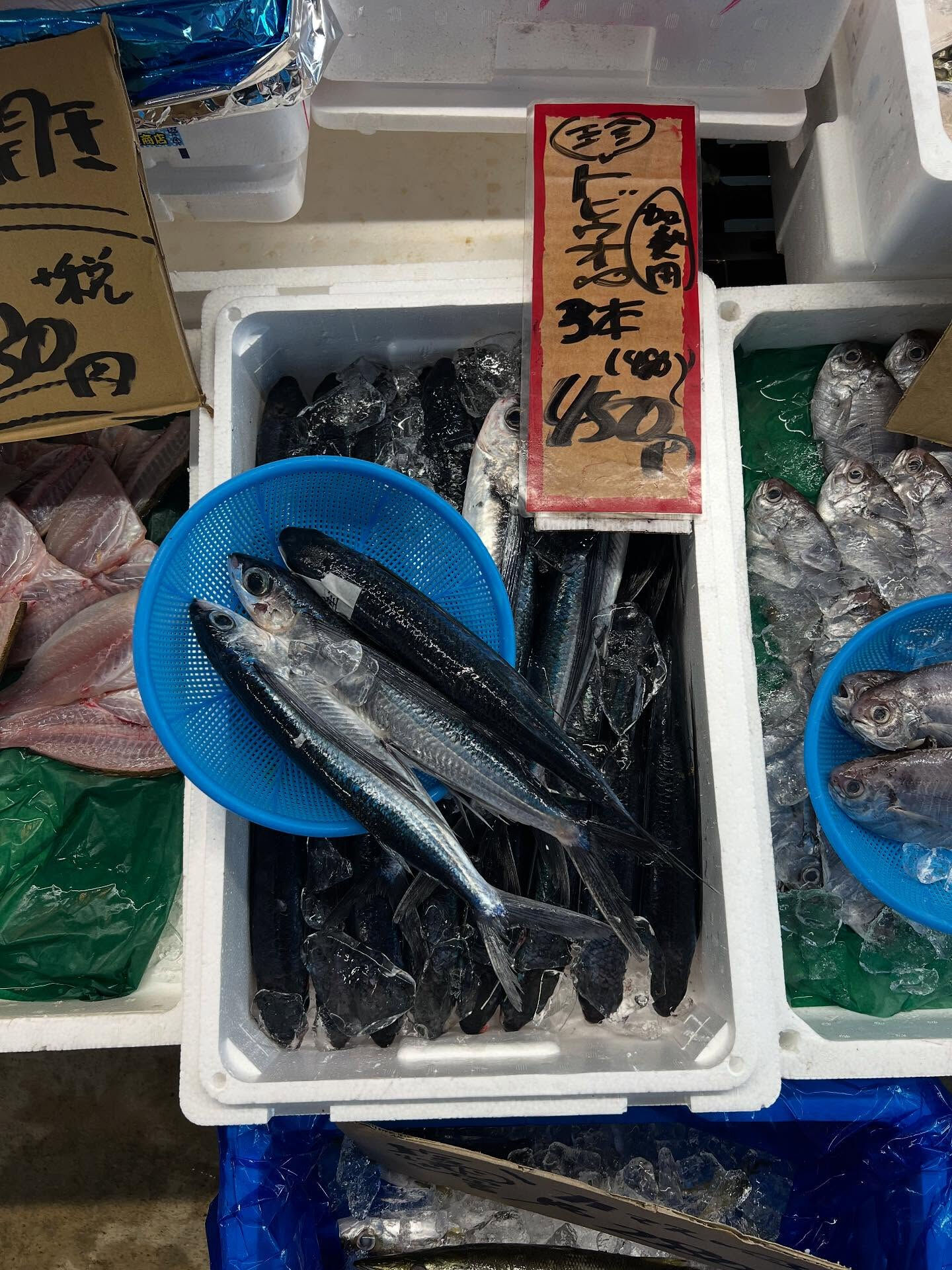 本日、月曜start🐟
