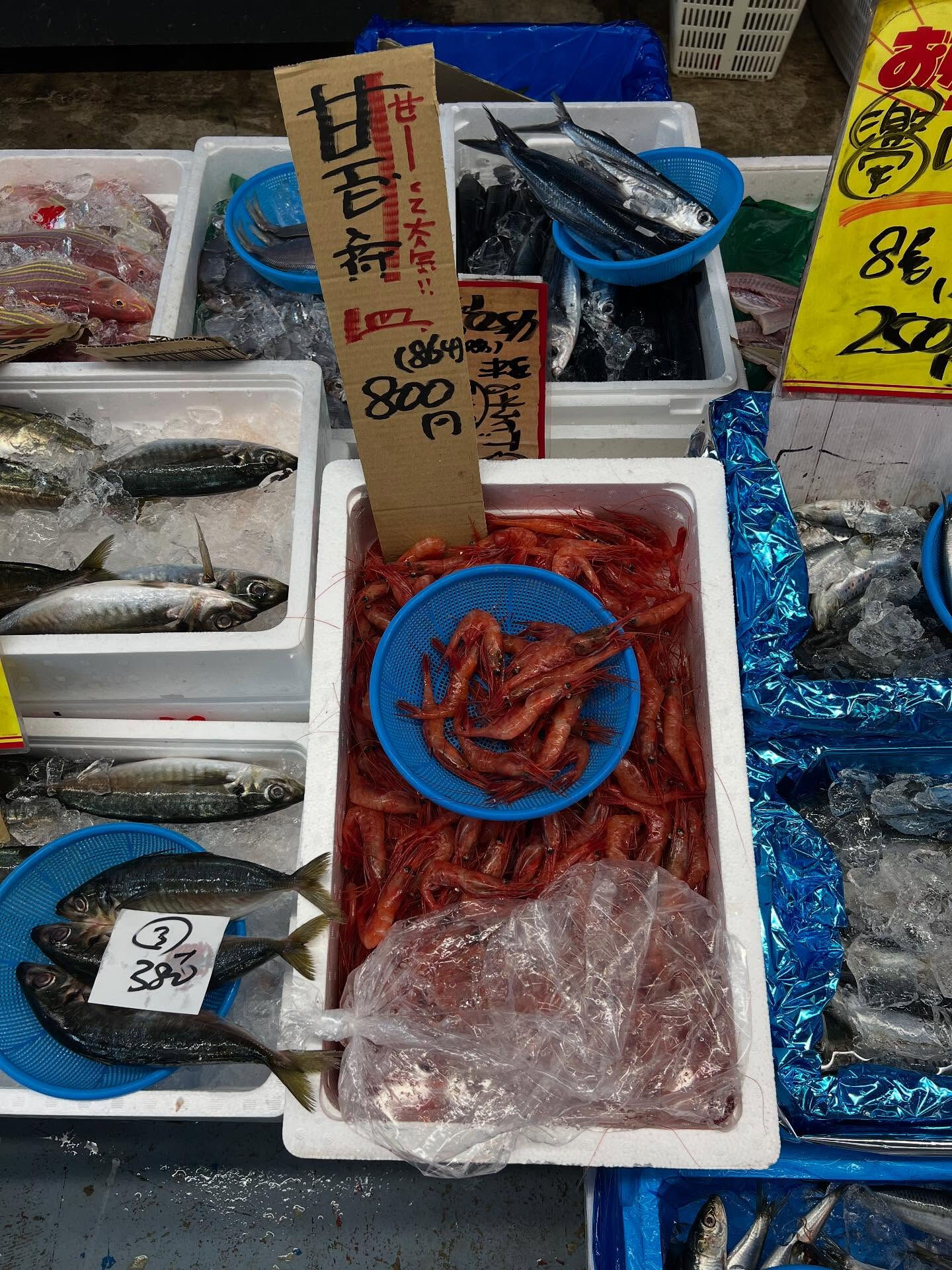 本日、月曜start🐟
