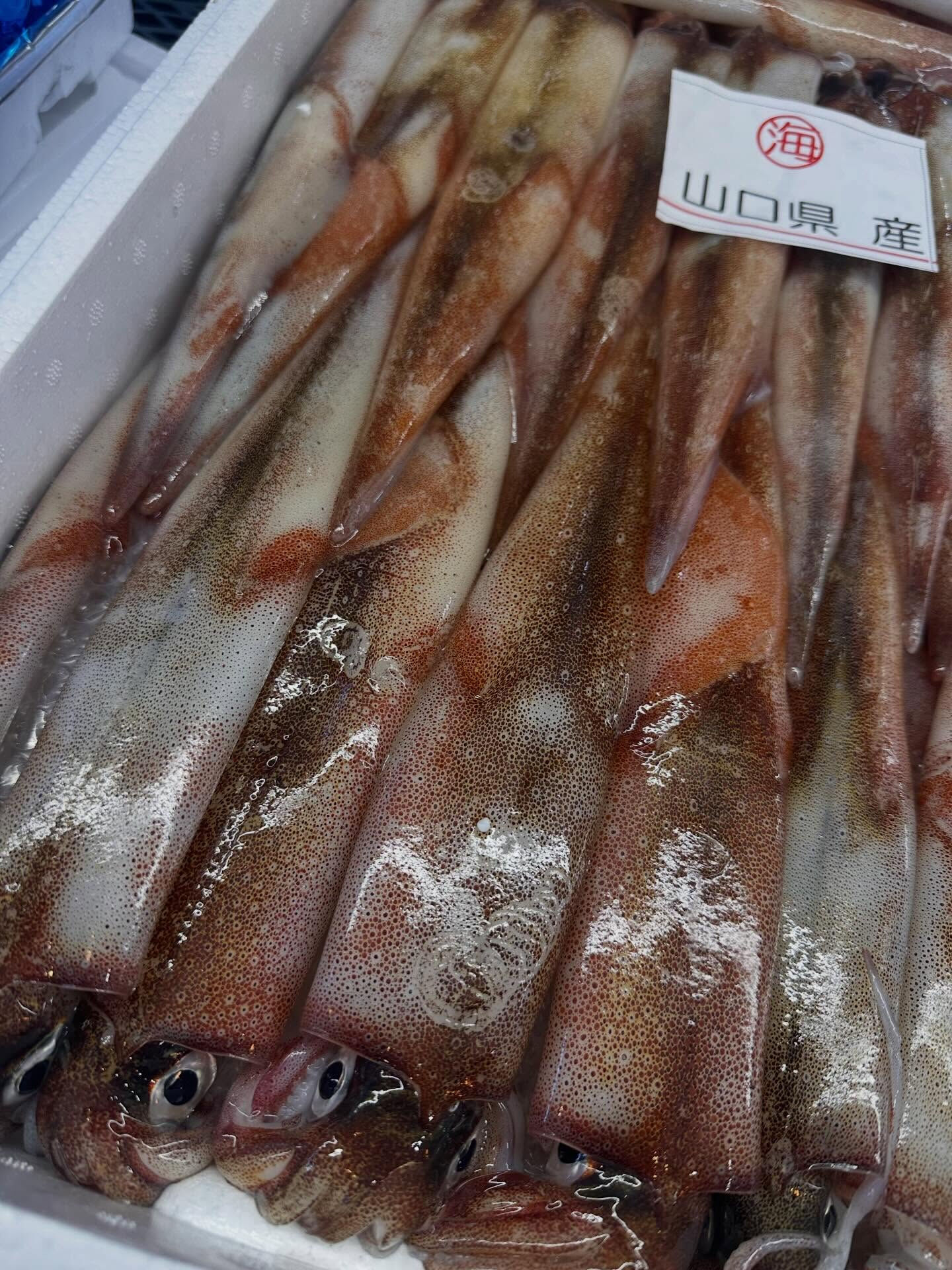 おはようございます🌞🐟