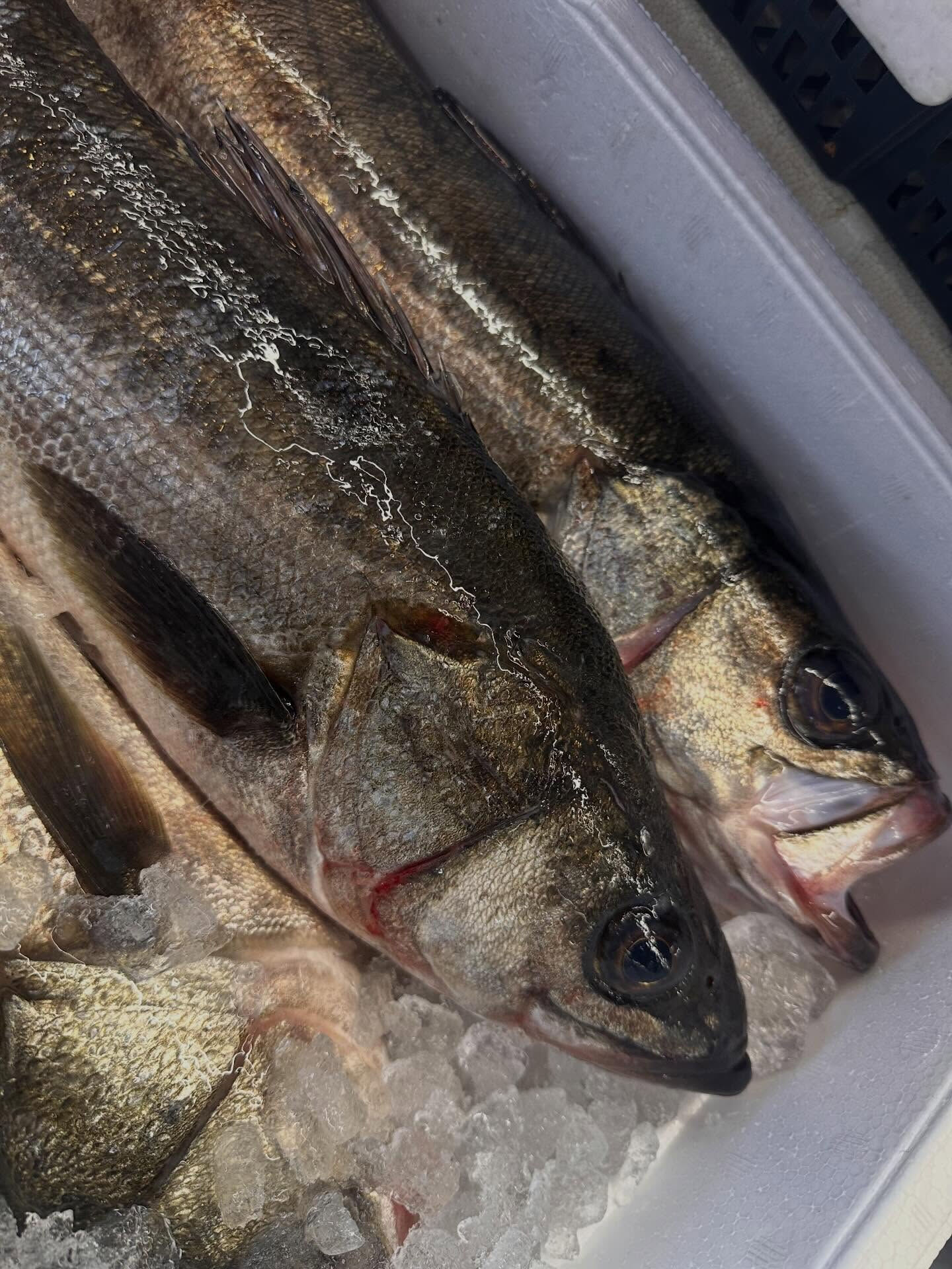 おはようございます🌞🐟