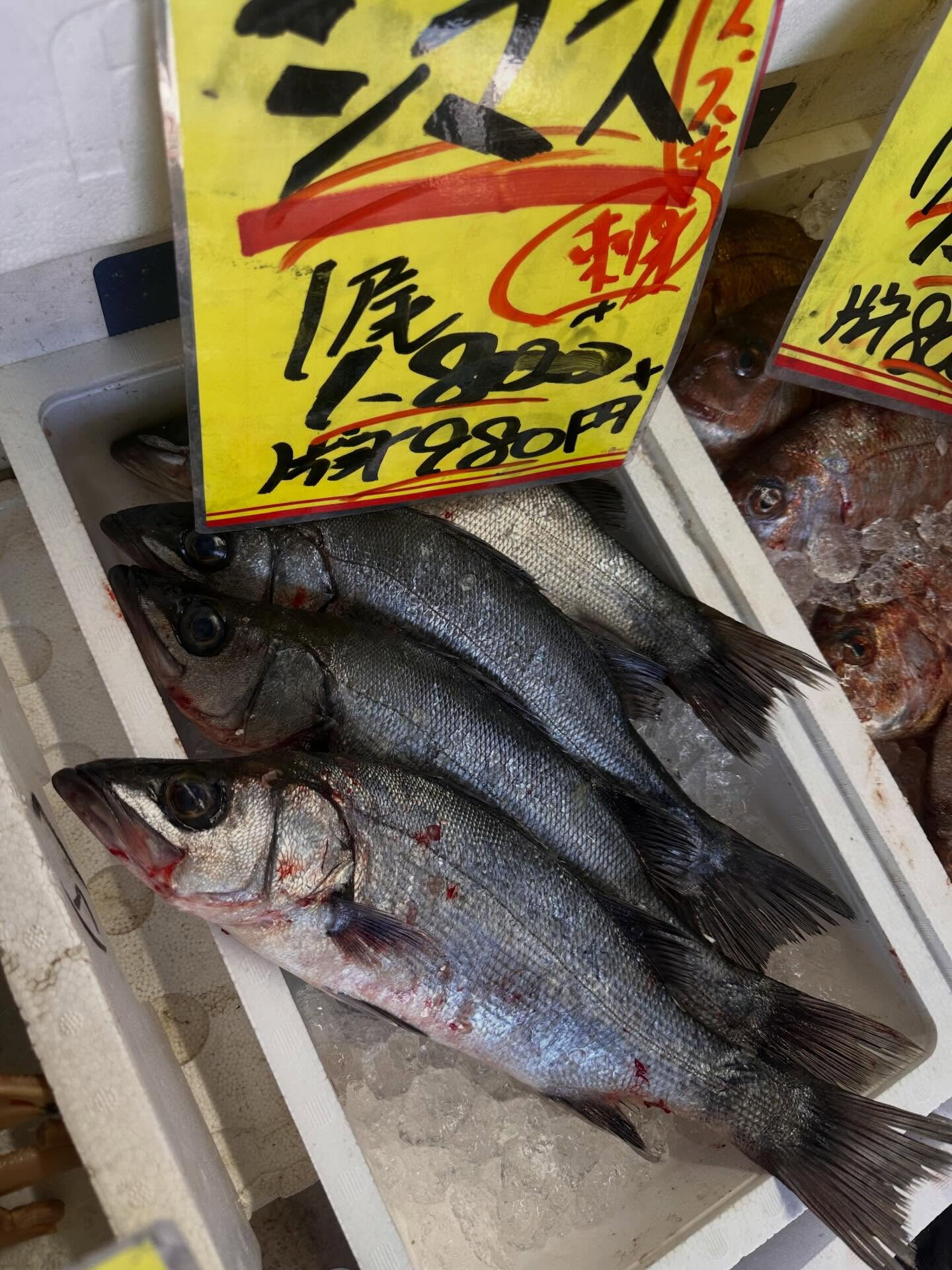 おはようございます🌞🐟