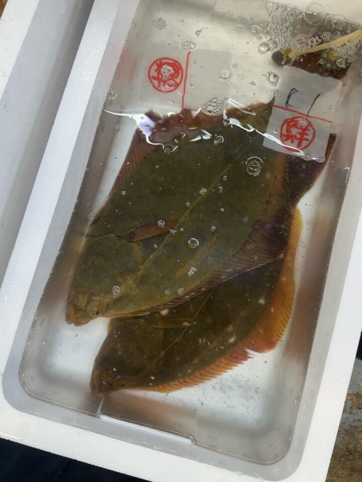 おはようございます🌞🐟
