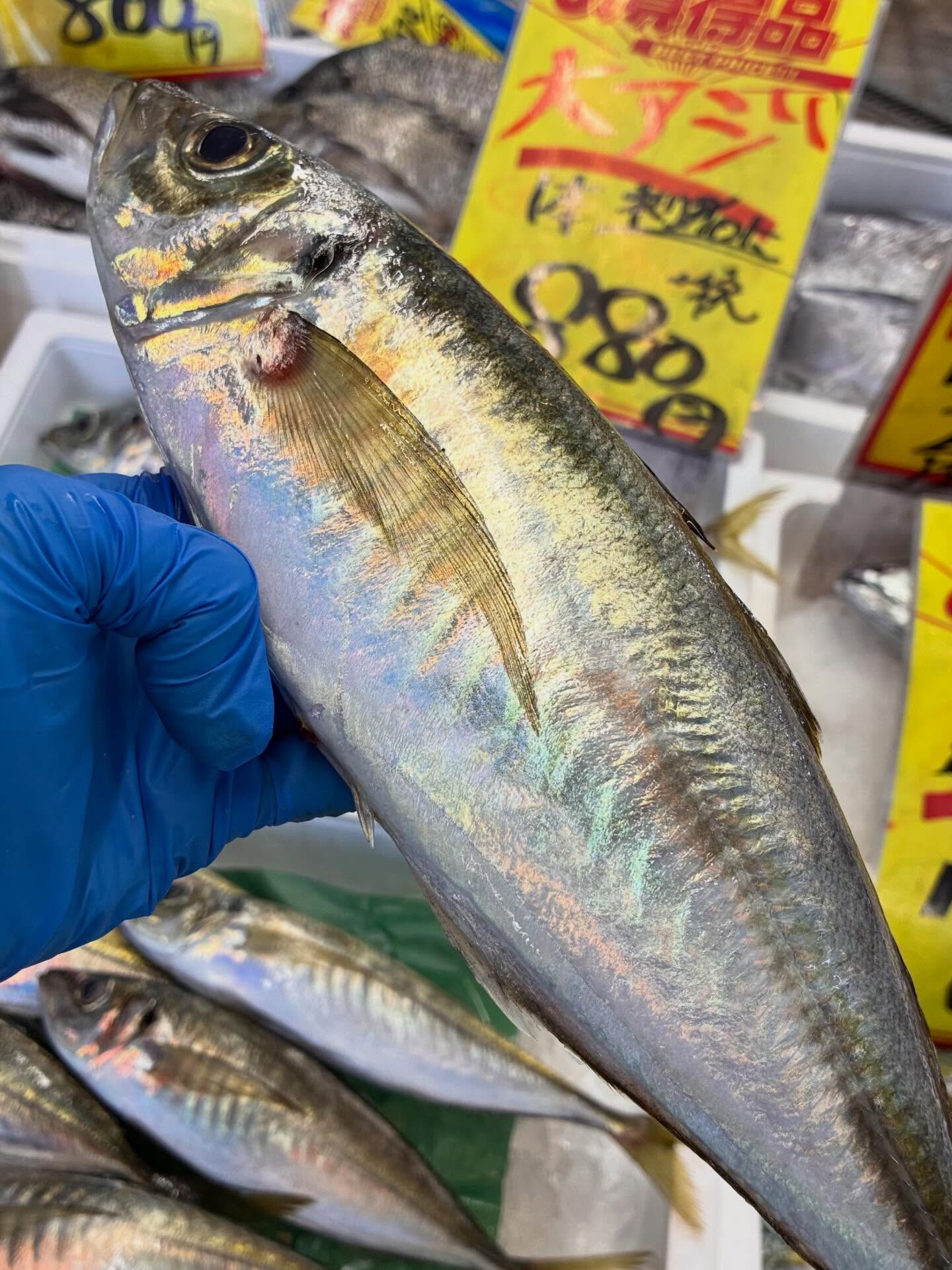 こんにちは😃海幸一番です‼️