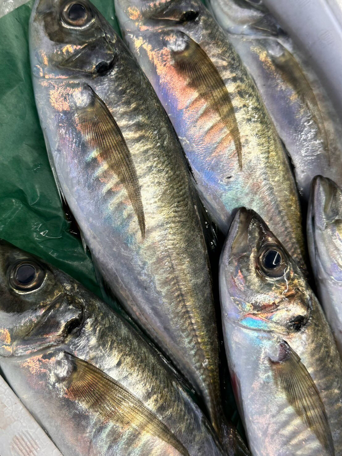 こんにちは😃海幸一番です‼️