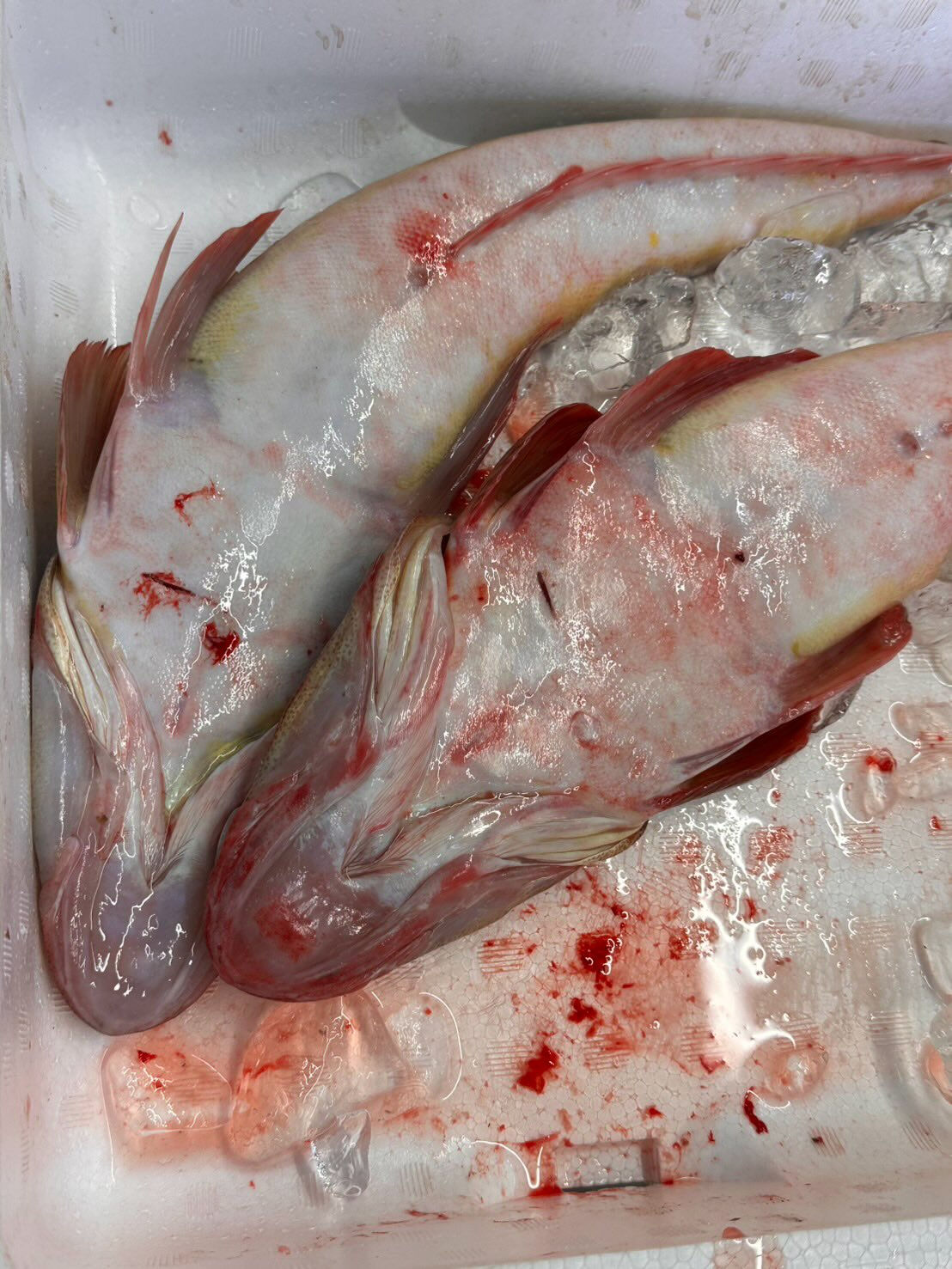 こんにちは😃海幸一番です‼️
