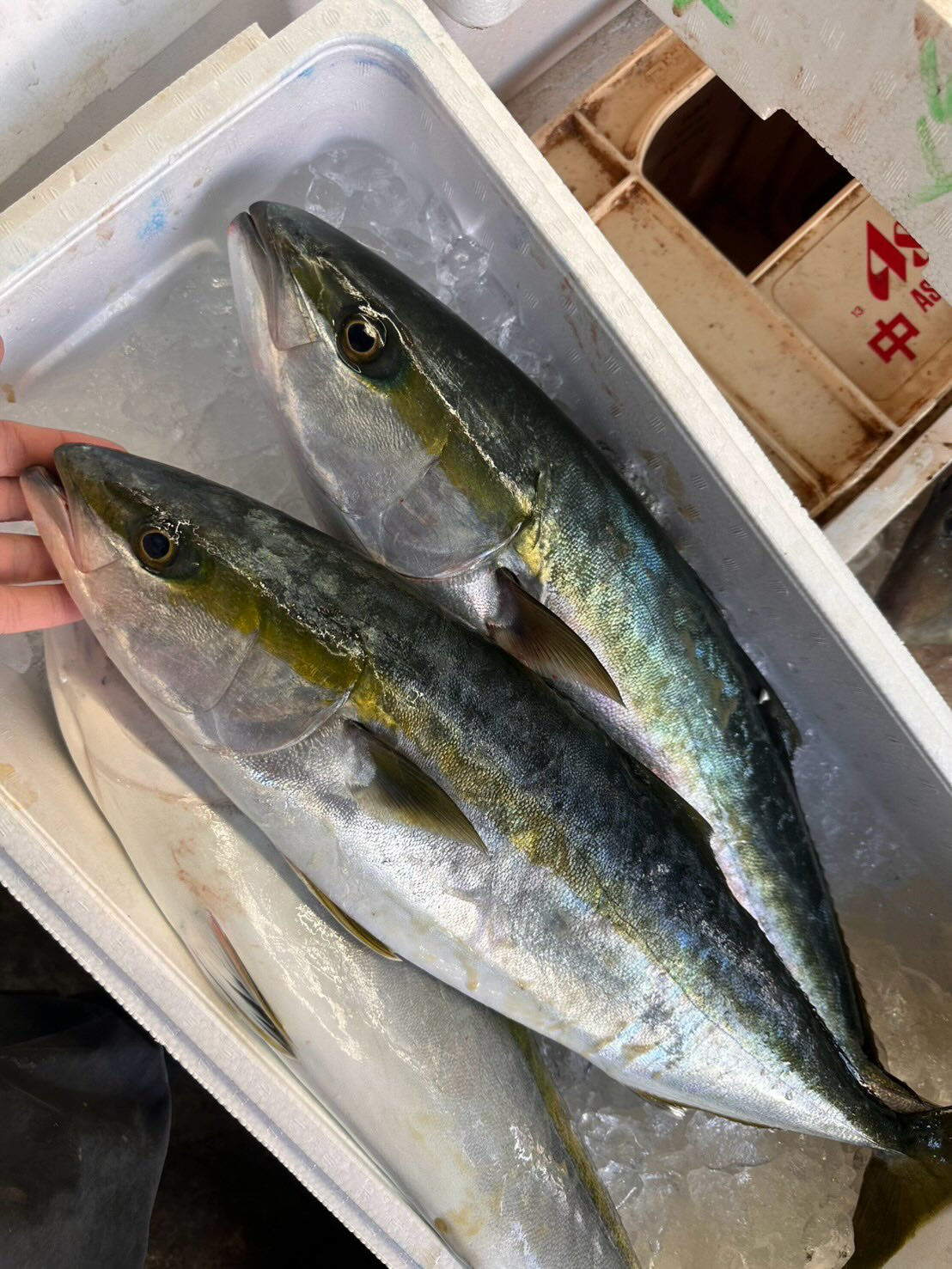 こんにちは😃海幸一番です‼️