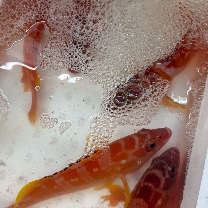 おはようございます！