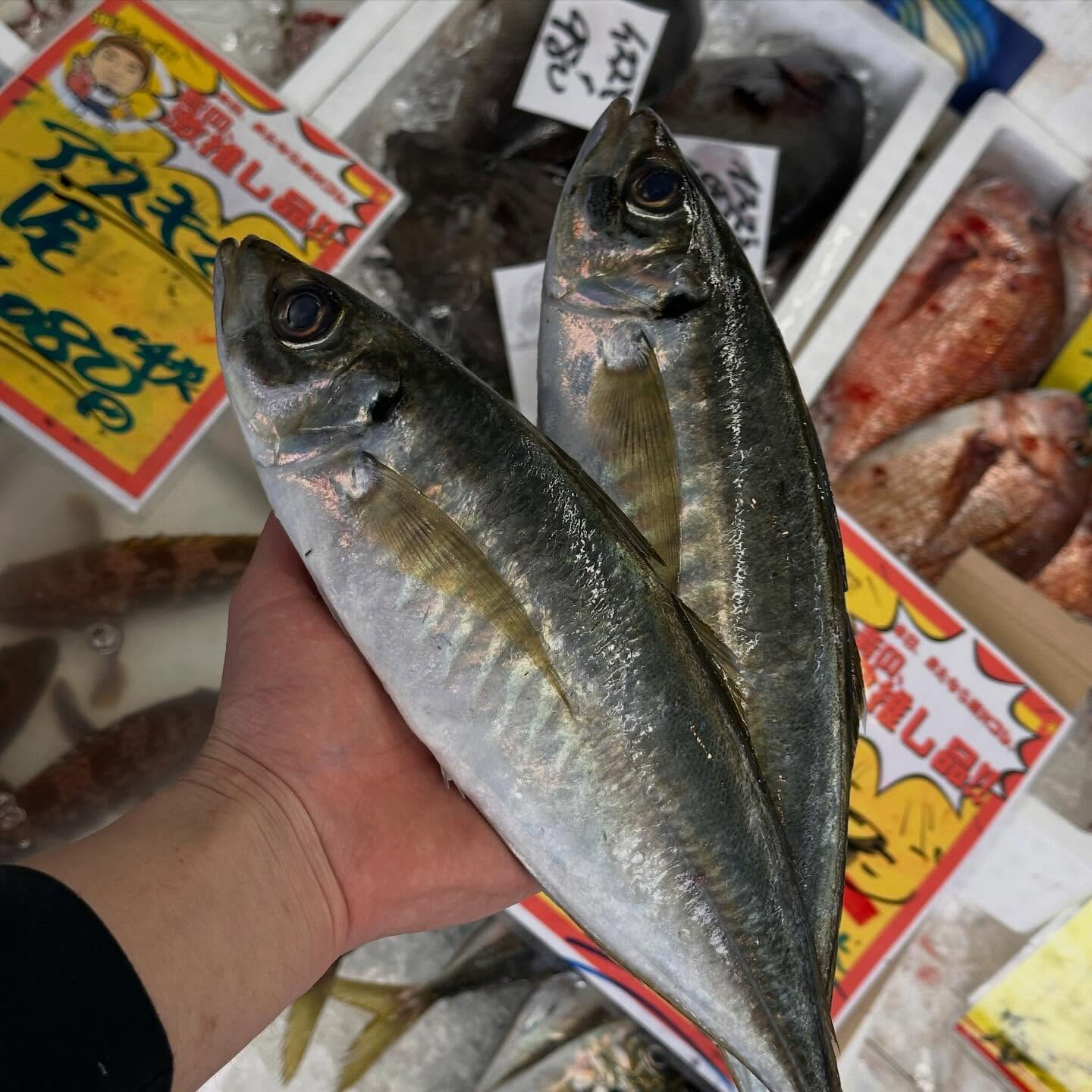 おはようございます🌞