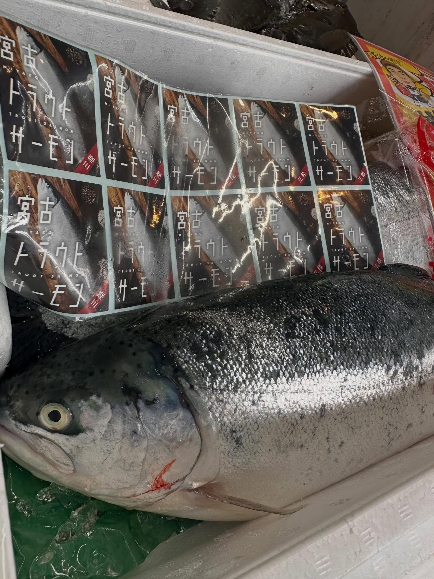 6/23(火) 本日も海幸一番オープンしました！！